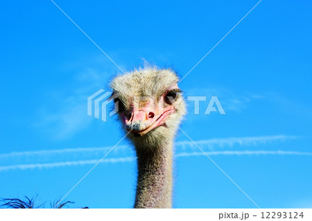 ダチョウ(Struthio camelus) ダチョウ(Struthio camelus) 12293124