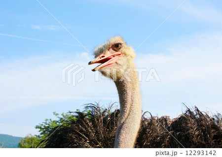ダチョウ（Struthio camelus） 12293142
