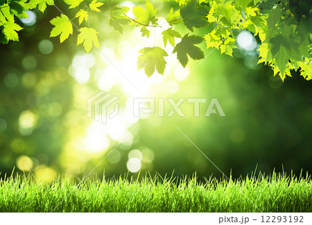 sunny day in forest 12293192