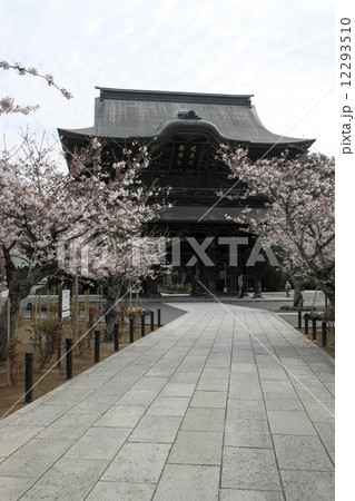 建長寺の桜 建長寺の桜 12293510