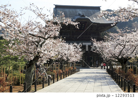 建長寺の桜の写真素材
