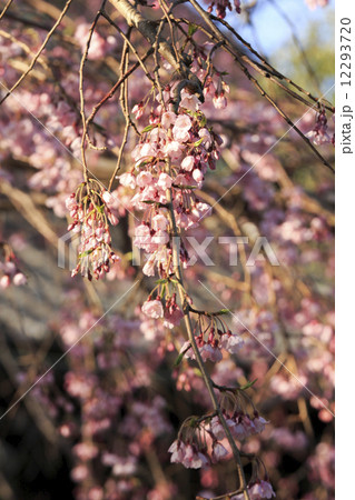 本覚寺の枝垂桜 本覚寺の枝垂桜 12293720
