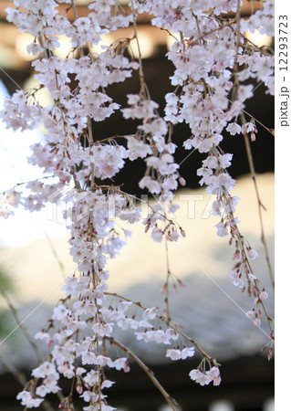 本覚寺の枝垂桜 12293723