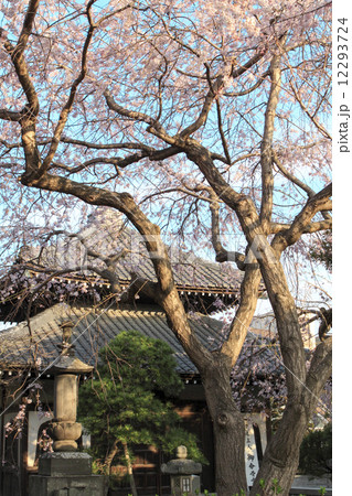 本覚寺の枝垂桜 12293724