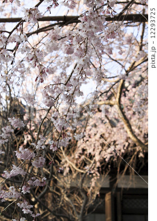 本覚寺の枝垂桜 12293725