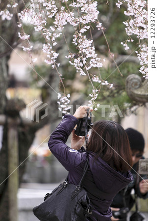本覚寺の枝垂桜 12293726