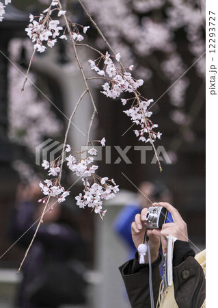 本覚寺の枝垂桜 12293727