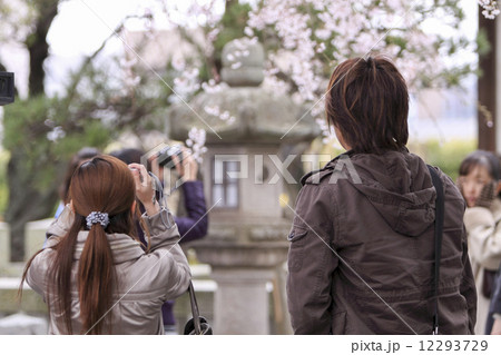 本覚寺の枝垂桜 12293729
