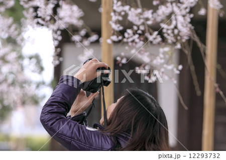 本覚寺の枝垂桜 12293732
