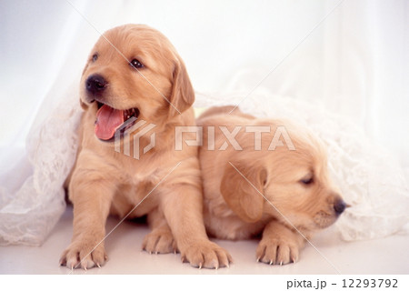 かわいい子犬 12293792