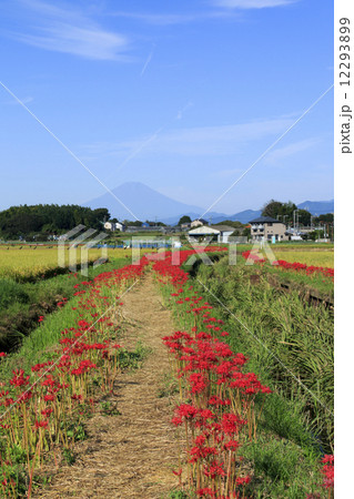 藤沢の彼岸花 12293899