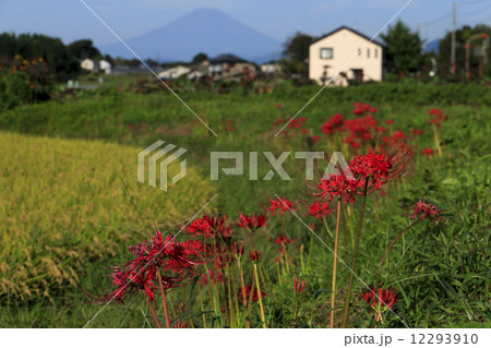 藤沢の彼岸花 藤沢の彼岸花 12293910