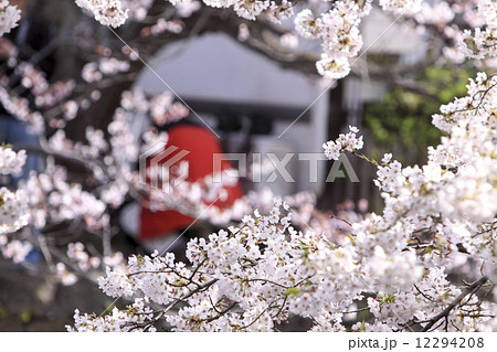 鶴岡八幡宮の桜 12294208