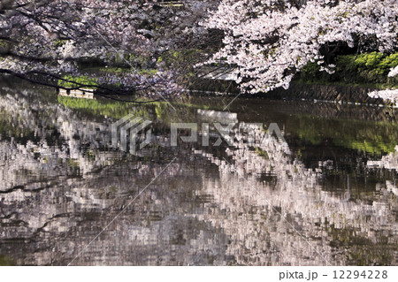 鶴岡八幡宮の桜 鶴岡八幡宮の桜 12294228