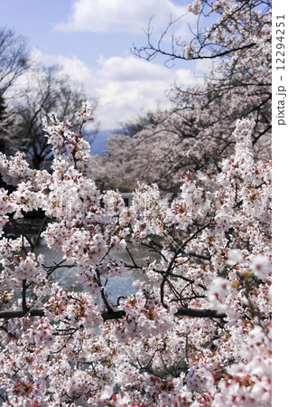 松本城の桜 松本城の桜 12294251