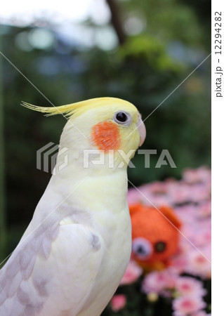 オカメインコとハロウィン１ 12294282