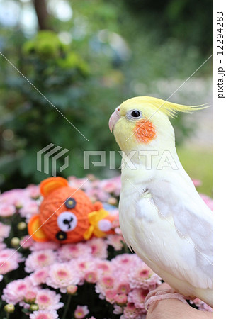 オカメインコとハロウィン2 オカメインコとハロウィン2 12294283