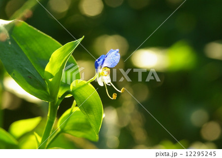 朝日を浴びるツユクサの花(クローズアップ) 朝日を浴びるツユクサの花(クローズアップ) 12295245