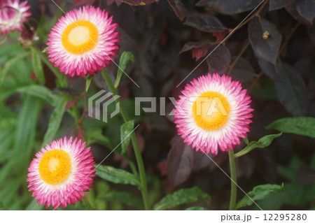 ムギワラギク 12295280