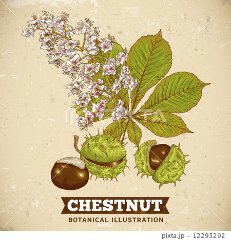 Blossom Chestnut Botanical Vector Illustration Blossom Chestnut Botanical Vector Illustration 12295292