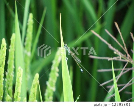 草の葉に止まるイトトンボ(クローズアップ） 12295301