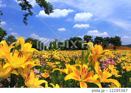 太田吉沢ゆりの里 12295367