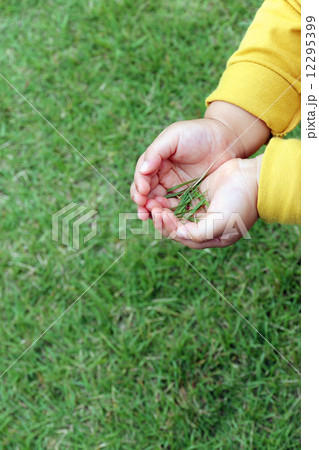 芝を摘む子供の手 12295399