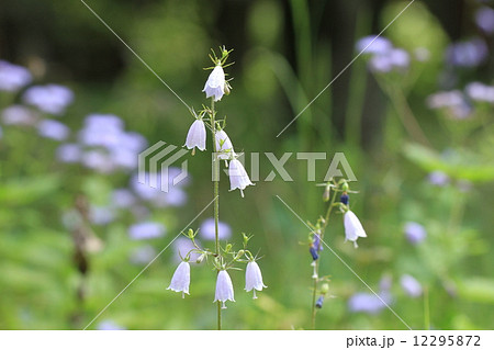 淡い紫色のツリガネニンジン 淡い紫色のツリガネニンジン 12295872