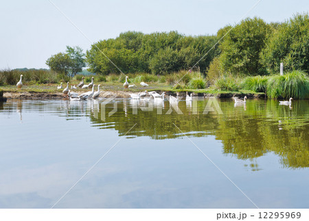 flock of geese in Briere Marsh, France 12295969