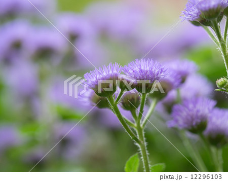 花壇のアゲラタム 12296103