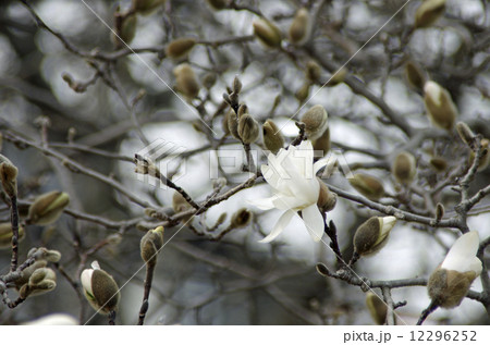 咲き始めた辛夷の白い花 12296252