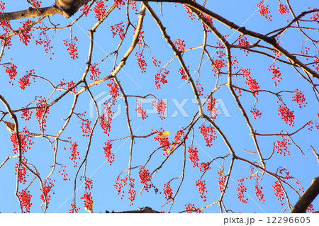 イイギリの実 12296605