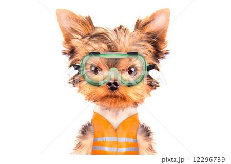 dog  dressed as builder 12296739