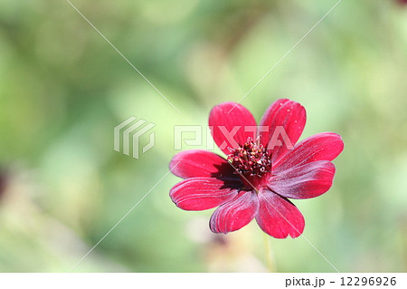 チョコレートコスモス チョコレートコスモス 12296926