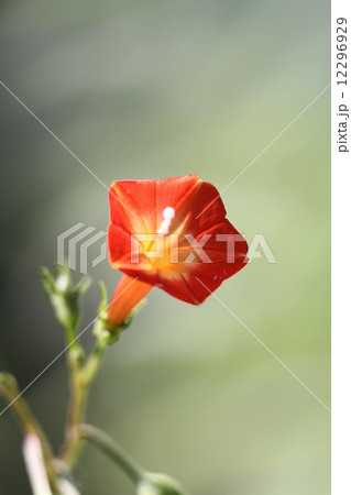 マルバルコウ 12296929