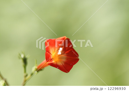 マルバルコウ マルバルコウ 12296930