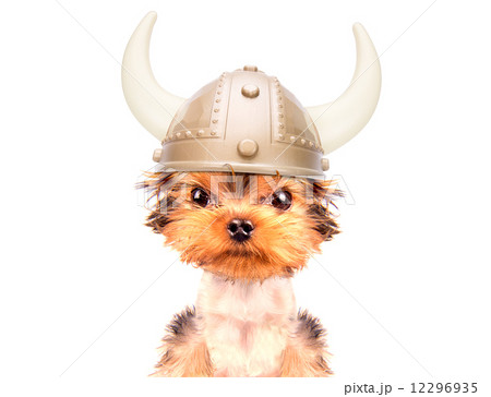 dog dressed up as a viking 12296935