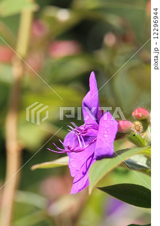 シコンノボタン シコンノボタン 12296944