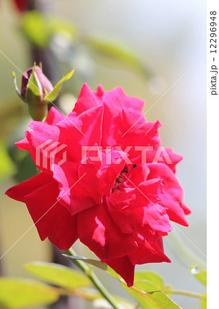 蔓薔薇　ダイナマイト 12296948