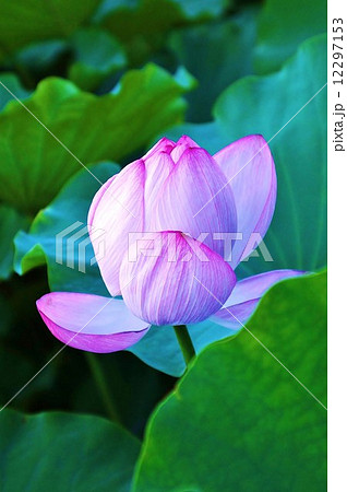 夏の花・淡く咲き初める蓮の花・緑の葉バック1輪縦位置 夏の花・淡く咲き初める蓮の花・緑の葉バック1輪縦位置 12297153