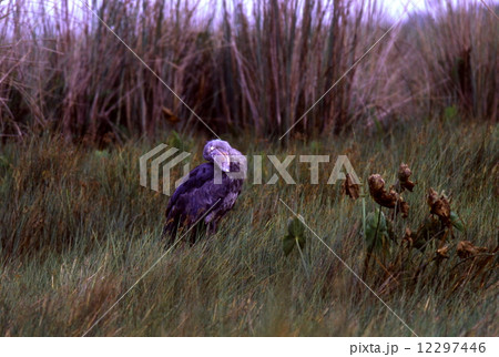 ハシビロコウ 12297446