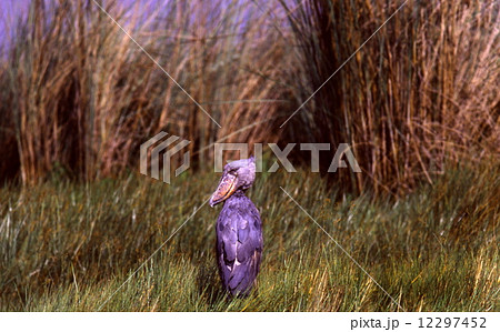 ハシビロコウ 12297452