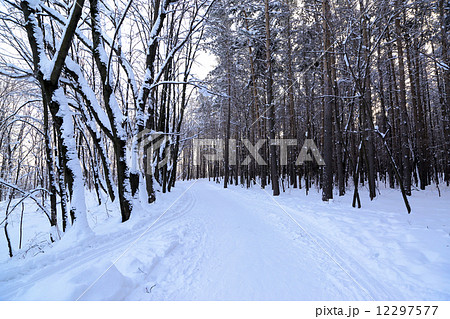 country road in forest at winter country road in forest at winter 12297577
