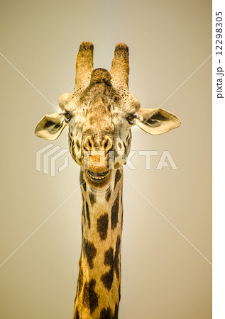 Giraffe portrait Giraffe portrait 12298305