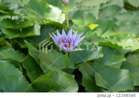 スイレンの花 スイレンの花 12298500