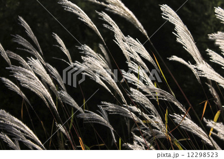 ススキ 12298523