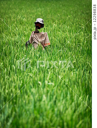 Home-made rustic scarecrow in a rice field. Indonesia 12298838