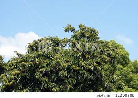 長居植物園の空・夏から秋へ 12298889
