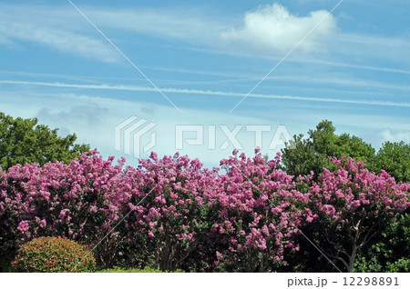 長居植物園の空・夏から秋へ 12298891