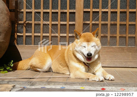 伏せをしてひなたぼっこする柴犬の写真素材